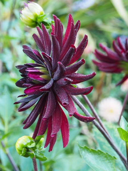 Growing dahlias for cutting - Cactus dahlia 'Rip City'