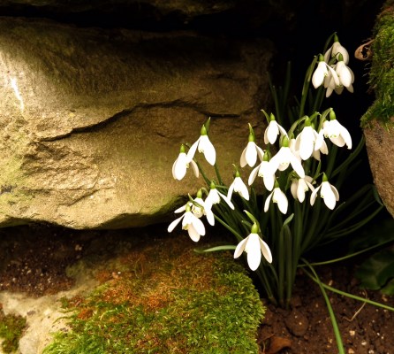 Choose a sheltered spot for your snowdrop photography