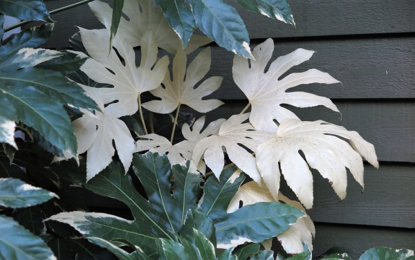 Fatsia is a good exotic garden plant