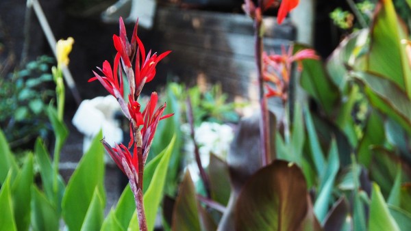 An unusual species canna