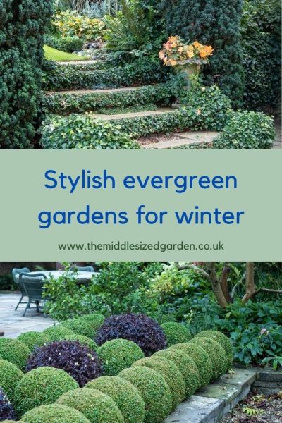 Evergreen shrubs for winter interest