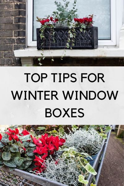 Red, silver and green winter window boxes