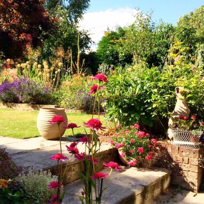 Echinacea 'Southern Belle' in pots