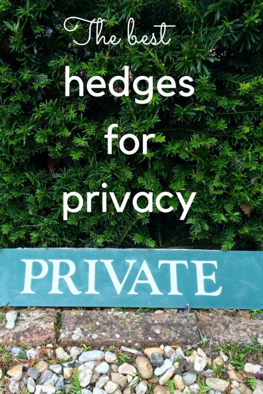 How to choose and plant the perfect privacy hedge