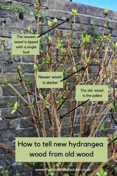 How to tell the difference between new hydrangea wood and old hydrangea wood