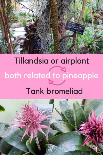 Bromeliads are another big plant family.