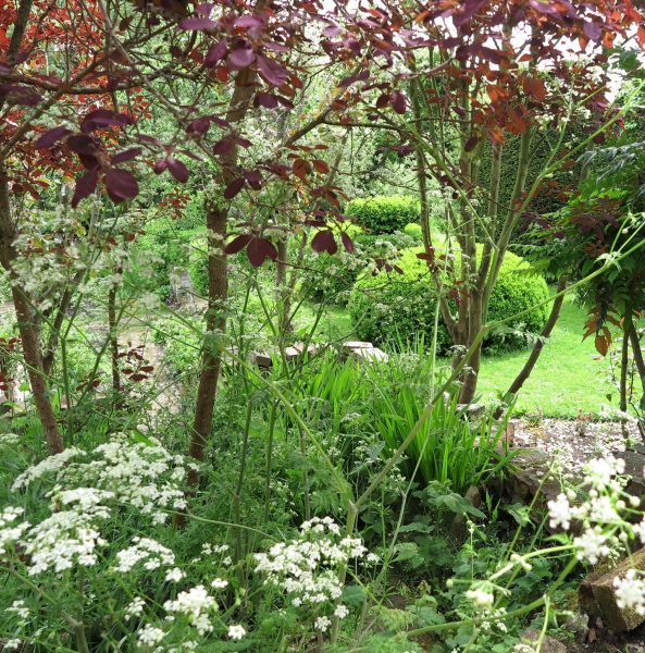 Cotinus and cow parsley