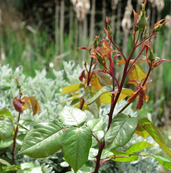 To renovate a garden cut back shrubs and perennials that have got out of control