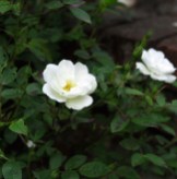 White roses