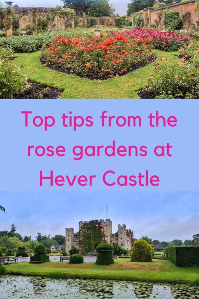 Hever Castle rose garden