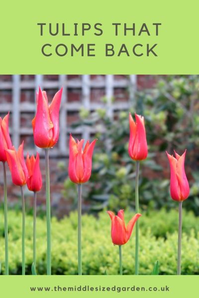 Tulips that come back