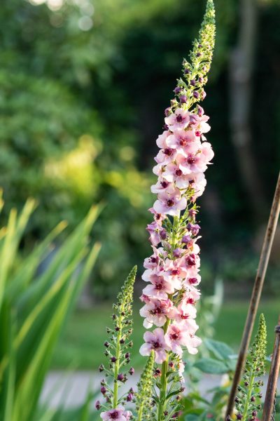 Verbascum 'Copper Rose'