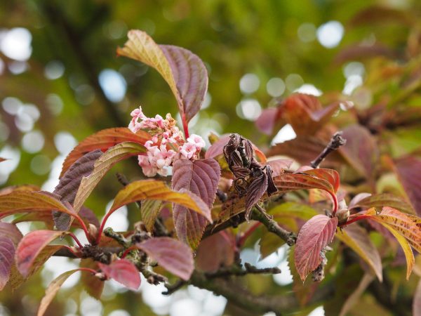 Viburnums for autumn garden colour