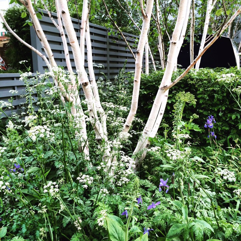 My favourite privacy tree - multi-stemmed silver birches for privacy