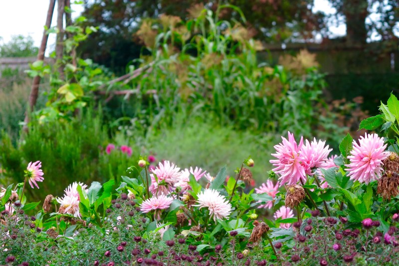 How to use dahlias to give a long season of colour