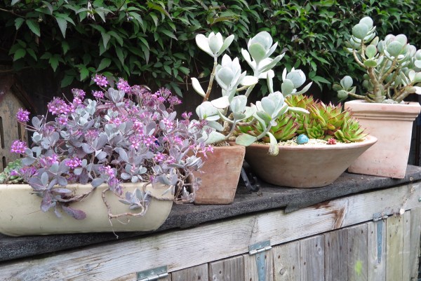 Tips for low maintenance garden pots