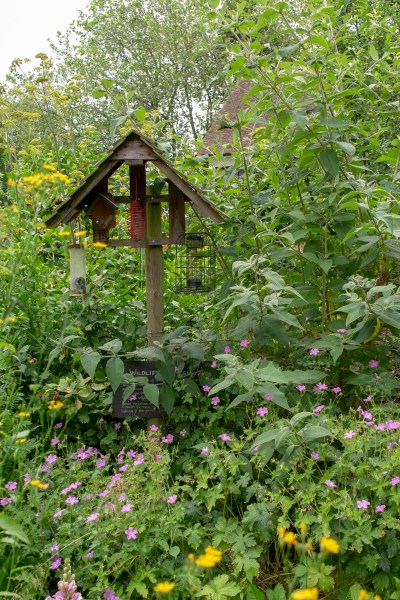 How to create a wildflower and wildlife patch in your small garden #backyard #wildlifegardening