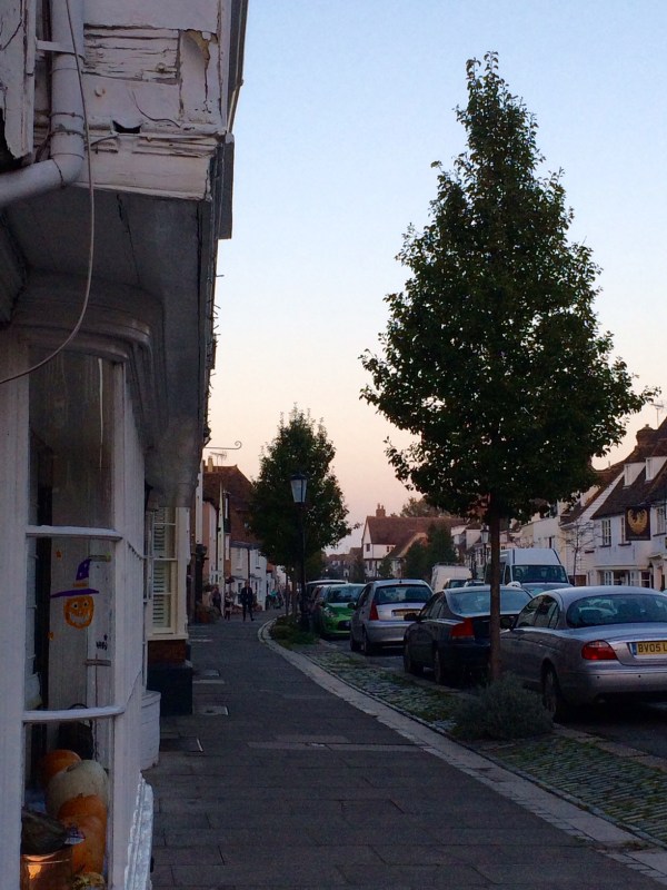 Tear-drop shaped trees are good trees for privacy because they are light below.