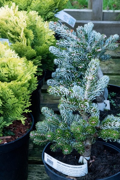 Abies Koreana 'Icebreaker'