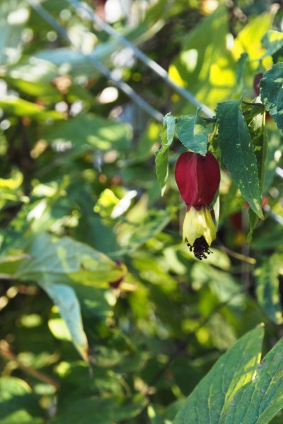 Unusual plants include variants of common ones - here is abutilon megapotamicum variegata