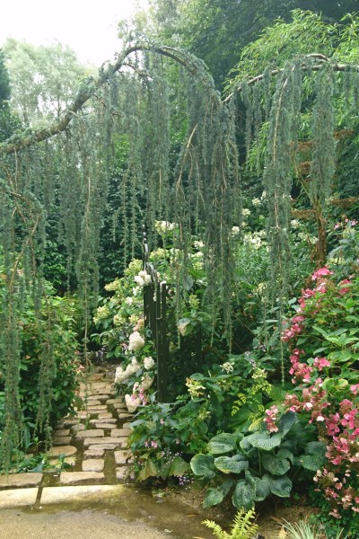 Growing hydrangeas in a woodland garden