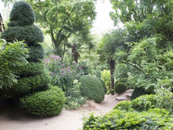 Box and tree ferns for shade