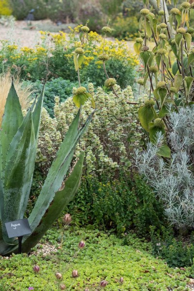 Agave at Beth Chatto gardens