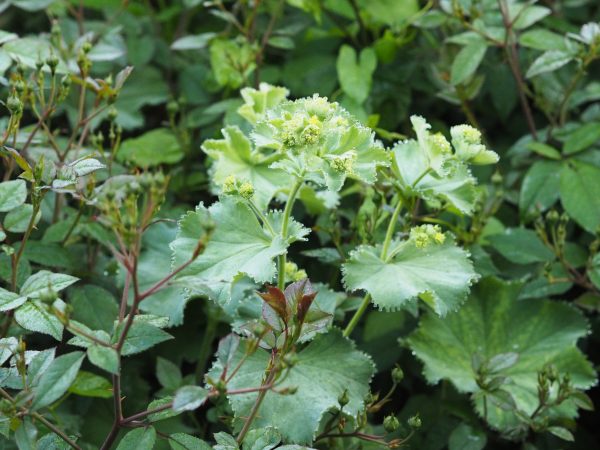 Alchemilla mollis is an easy green self-seeder.