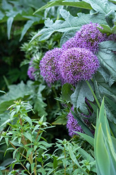 Allium Christophii