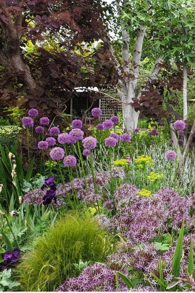 Self-seeded alliums and euphorbia