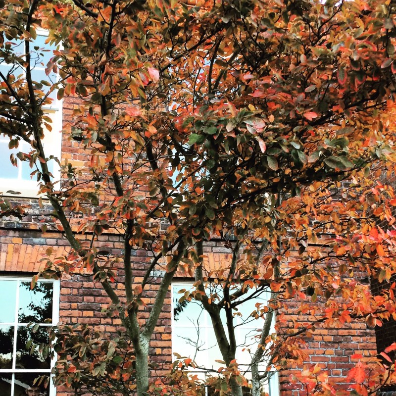 Look for vase-shaped trees such as amelanchier to provide privacy at windows