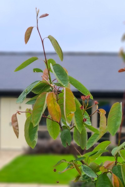 Amelanchier lamarkii spring leaves