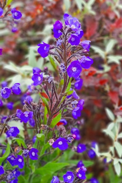 Anchusa 'Loddon Royalist'