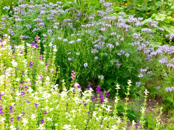 Pick-your-own flowers for garden party decorations