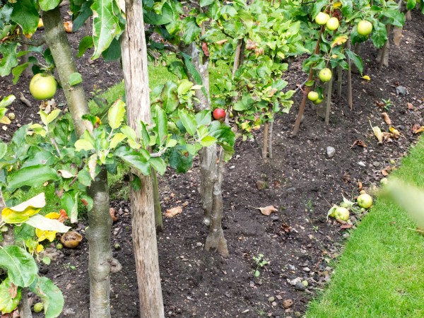 Plant cordon trees closely for an orchard in the garden