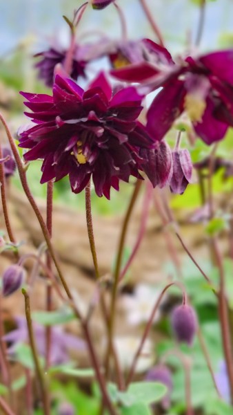 Aquilegia