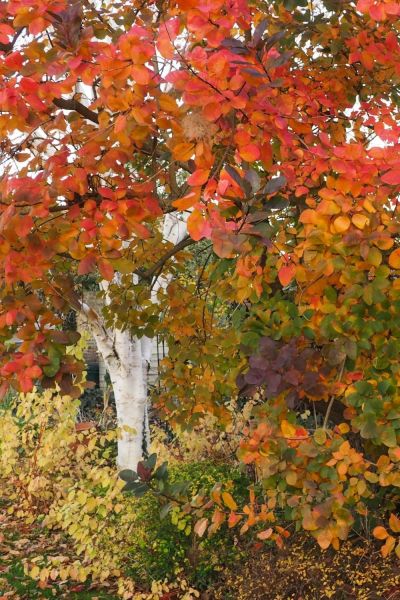 Autumn trees