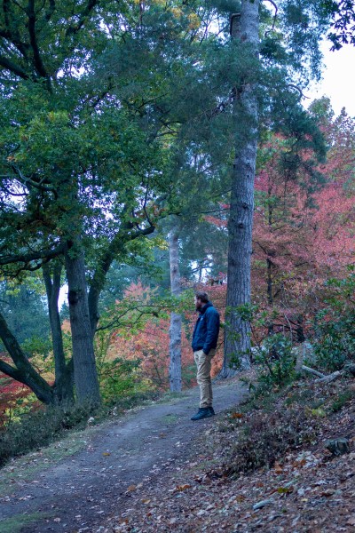 Trees for autumn colour