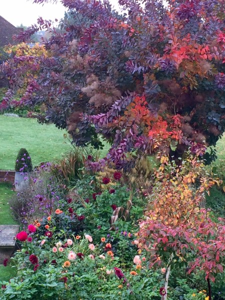 The best autumn trees for stunning colour