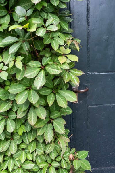 Chinese virgnia creeper is less vigorous than Virginia creeper