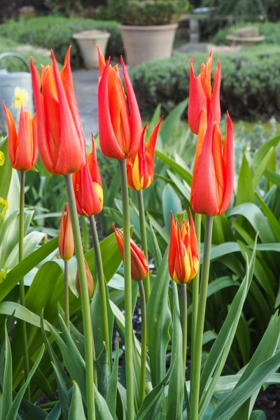 Ballerina tulips spread around the garden 