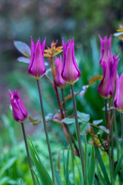 Roses with tulips