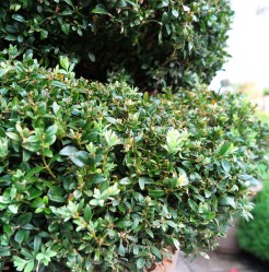 Topiary spiral after feed and water