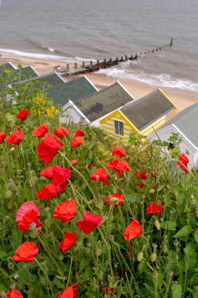 The best plants for an annual meadow garden in a flower border or raised bed #gardentips #wildflowers