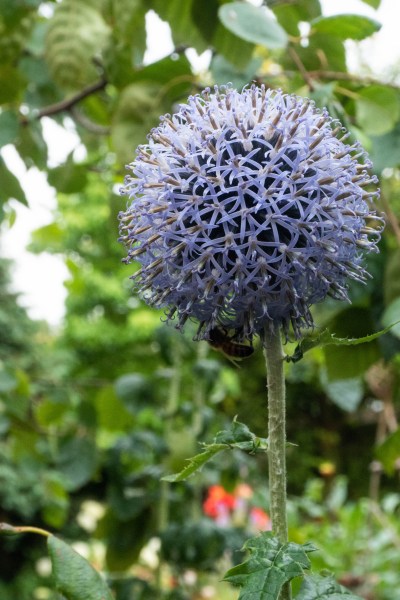 Echinops are wildlife friendly and spread well