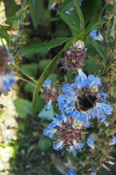 How to create a sustainable, eco-friendly garden