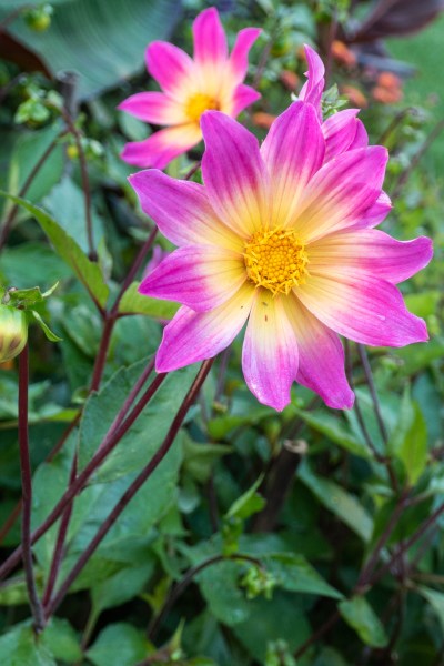 Best dahlias for pollinators