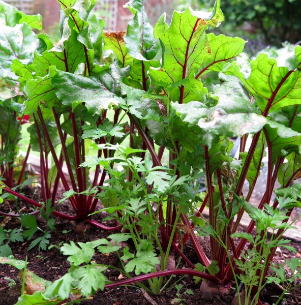 Self-seeding parsley