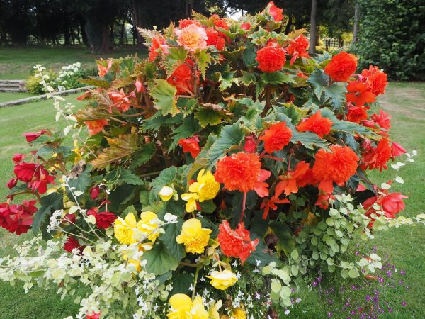 How to understand Latin plant names