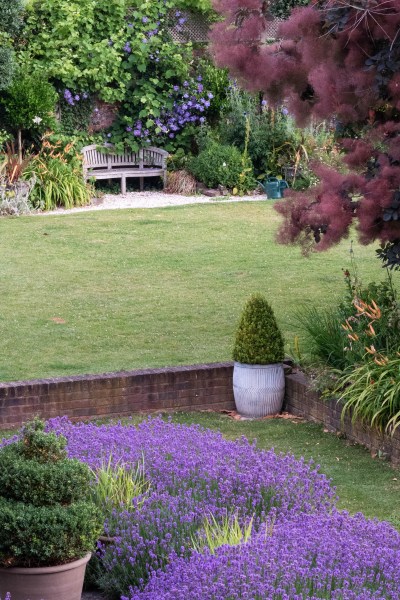 How to prune English lavender beautifully